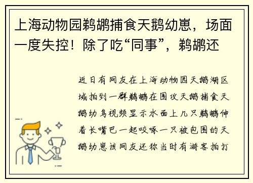 上海动物园鹈鹕捕食天鹅幼崽，场面一度失控！除了吃“同事”，鹈鹕还有哪些特点？